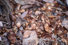 Microtus longicaudus