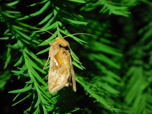 Pink-washed Looper Moth photo 5