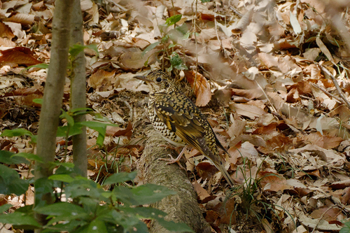 White's Thrush (Zoothera aurea), photo 6