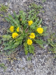 Taraxacum officinale