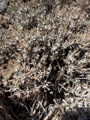 Eriogonum douglasii, photograph (c) James H. Thomas, some rights reserved (CC BY)
