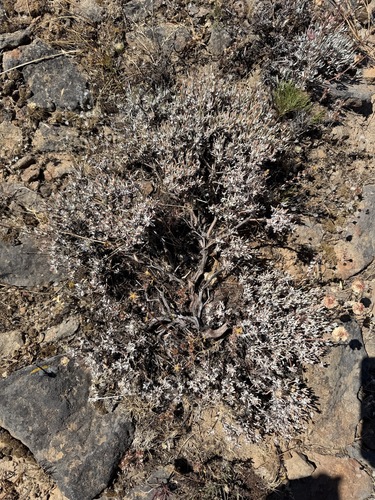 Eriogonum douglasii, photograph 3