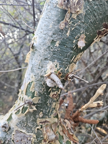 Green Corkwood