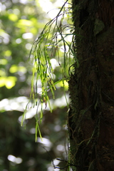 Psilotum complanatum