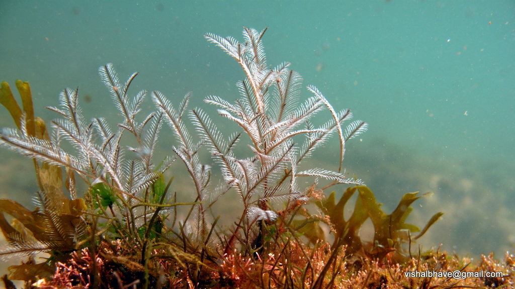 Thecate Hydroids