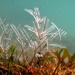 Thecate Hydroids - Photo (c) Vishal Bhave, some rights reserved (CC BY-NC-SA), uploaded by Vishal Bhave