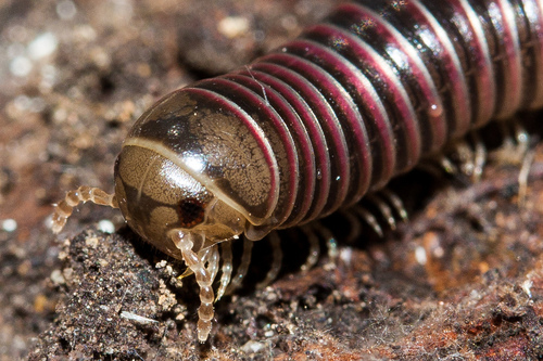 Spirobolidae