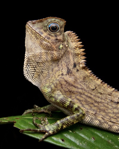 Gonocephalus chamaeleontinus
