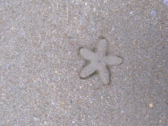 Astropecten