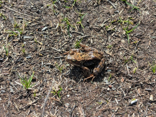 European Common Frog