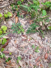 Tephrosia spicata