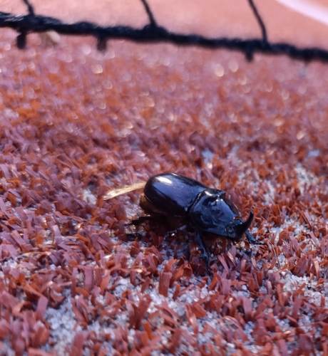 Greek rhinoceros beetle