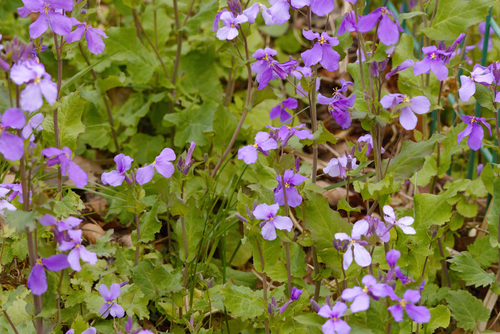Orychophragmus violaceus, photograph 5