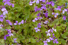 (c) Liem Malarney, some rights reserved (CC BY) Orychophragmus violaceus, photograph (c) Liem Malarney, some rights reserved (CC BY)