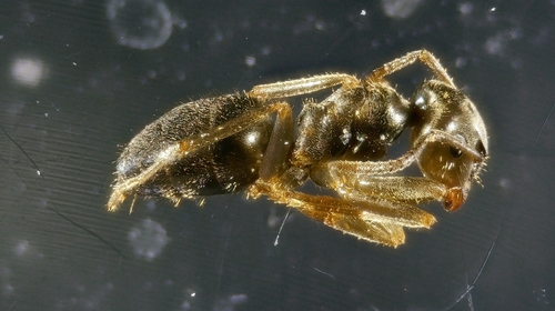Black Garden Ant