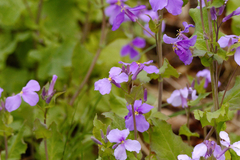 (c) Liem Malarney, some rights reserved (CC BY) Orychophragmus violaceus, photograph (c) Liem Malarney, some rights reserved (CC BY)