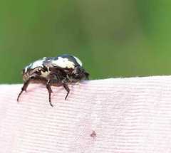 Protaetia aurichalcea