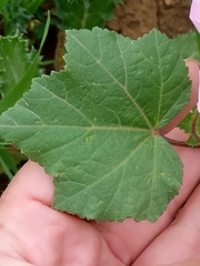 Malva trimestris image