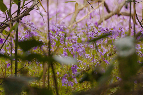 Orychophragmus violaceus, photograph 2