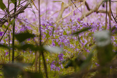 (c) Liem Malarney, some rights reserved (CC BY) Orychophragmus violaceus, photograph (c) Liem Malarney, some rights reserved (CC BY)