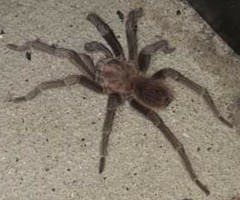 Acanthoscurria maga