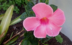 Mandevilla amabilis