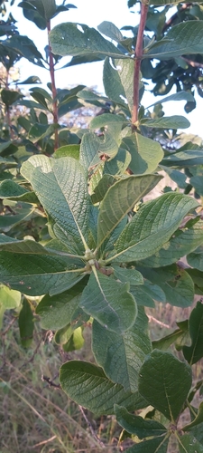 Gousiekte Tree