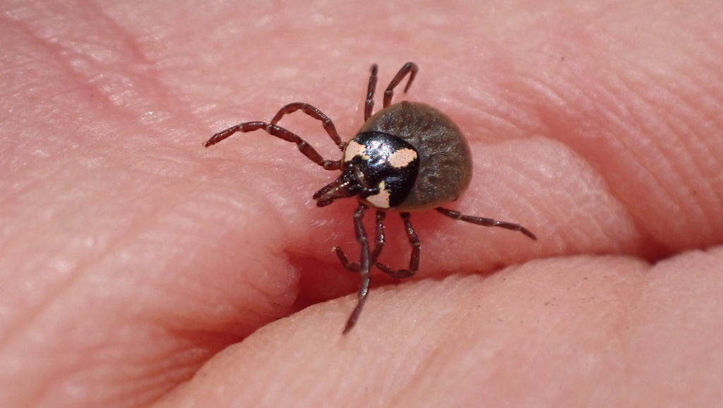 Amblyomma helvolum