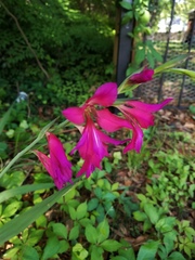 Gladiolus communis