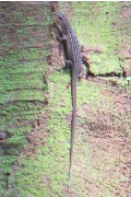 Eutropis rugifera