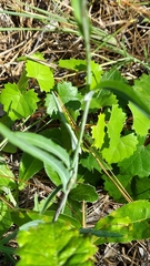 Lactuca graminifolia