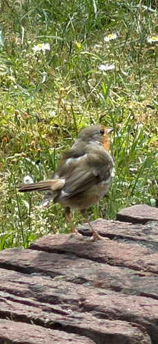 European Robin