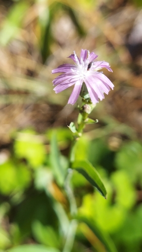 Lactuca graminifolia, photograph 2