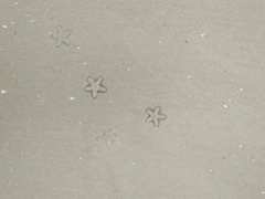 Astropecten