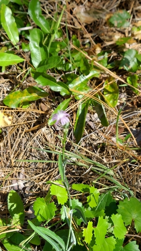 Lactuca graminifolia, photograph 3