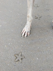 Astropecten