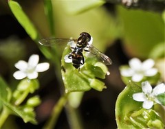 Toxomerus occidentalis