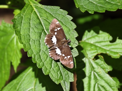 White-banded Flat