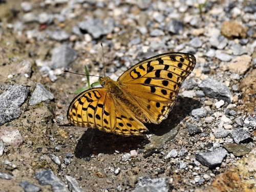 Argynnis vorax