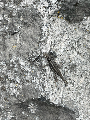 iNaturalist observation photo of Common Sagebrush Lizard