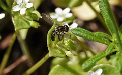 Toxomerus occidentalis