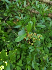 Pyracantha fortuneana