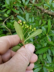 Pyracantha fortuneana