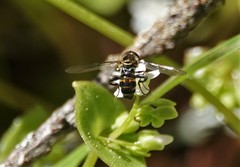 Toxomerus occidentalis