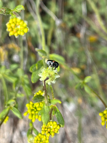 iNaturalist observation photo of Red-shouldered Leaf Beetle
