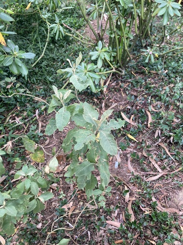 Ageratina asclepiadea, photograph 5