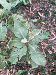 Ageratina asclepiadea, photograph (c) julianazuluaga-carrero, some rights reserved (CC BY-SA)