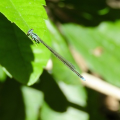 Enallagma divagans