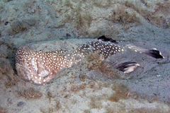 Southern Stargazer photo 3