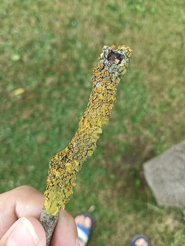 Common Sunburst Lichen